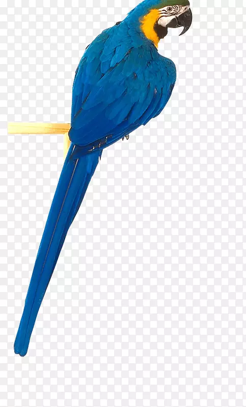 鸟真鹦鹉-蓝鹦鹉PNG图片下载