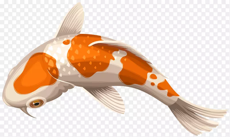 锦鲤昭和金鱼剪贴画-白色和橙色锦鲤鱼透明剪贴画png图像
