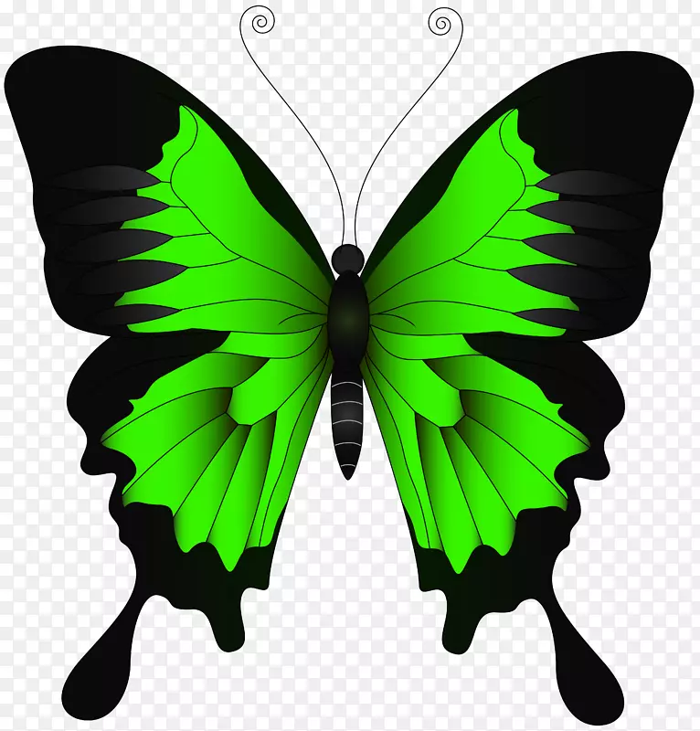 蝴蝶帕皮利奥·尤利西斯插图-绿色蝴蝶PNG剪贴画图像