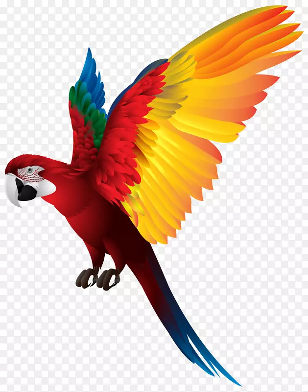 红胸侏儒鹦鹉鸟类剪贴画鹦鹉PNG透明剪贴画图片