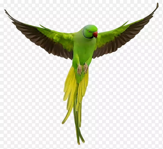 鹦鹉爱鸟玫瑰环鹦鹉透明绿鹦鹉图片
