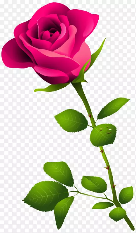 玫瑰粉色插花艺术-粉红色玫瑰与茎PNG剪贴画