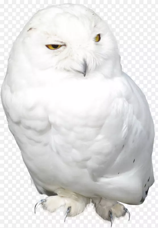 猫头鹰鸟摄影剪贴画-白猫头鹰图片