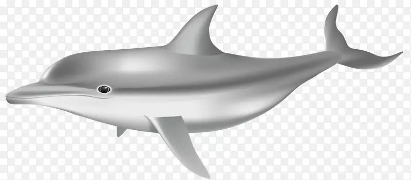 常见宽吻海豚图库溪剪贴画-海豚PNG透明剪贴画图像