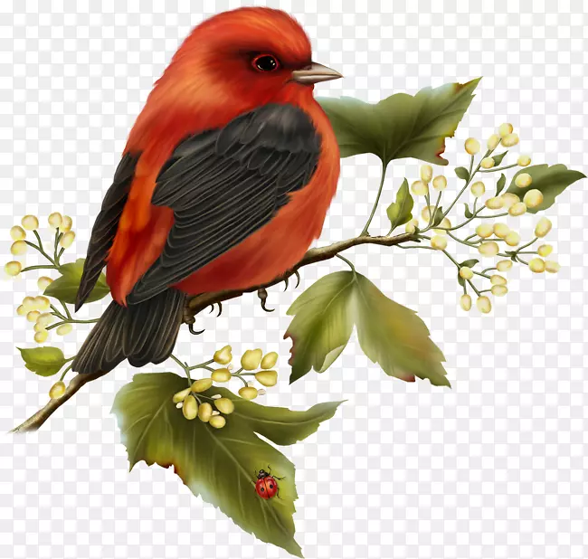 鸟类鹦鹉剪贴画-红色和黑色无鸟剪贴画