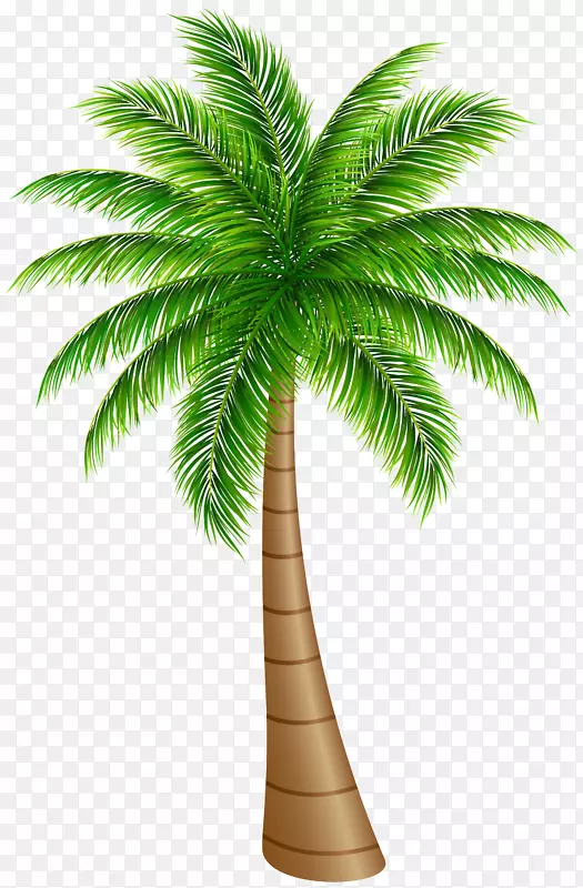 槟榔科椰子剪贴画-棕榈树大型PNG剪贴画图像