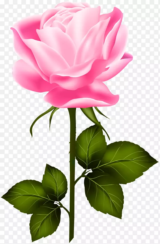花园玫瑰、蜈蚣玫瑰、剪贴画-粉红色玫瑰与茎PNG剪贴画
