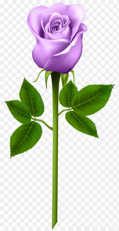 紫玫瑰剪贴画-紫玫瑰透明PNG图像