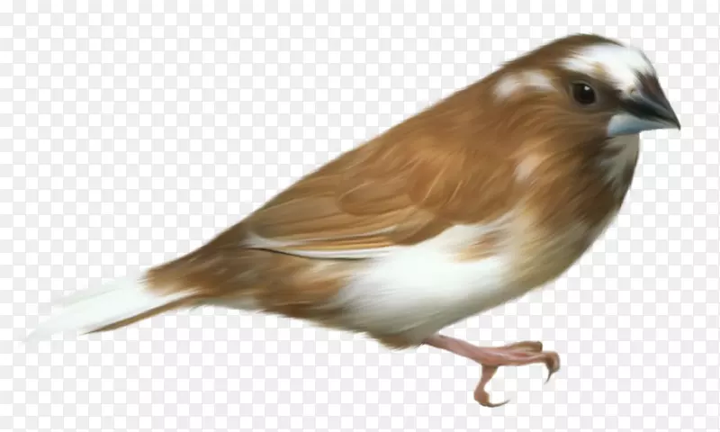 鸟类剪贴画-小棕色鸟透明PNG剪贴画