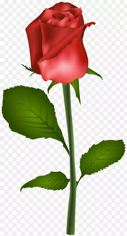 玫瑰花红色剪贴画-红玫瑰透明剪贴画图像