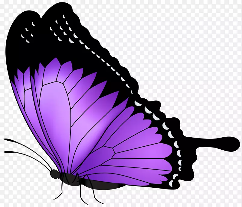蝴蝶紫色剪贴画-紫色蝴蝶透明PNG剪贴画图像