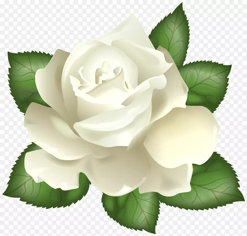 玫瑰白花剪贴画-白玫瑰透明PNG剪贴画