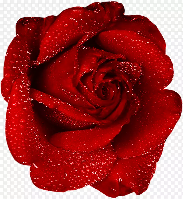 玫瑰剪贴画-露珠红色玫瑰