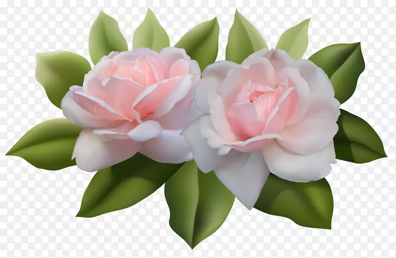 玫瑰粉色剪贴画-美丽的粉红色玫瑰PNG图像