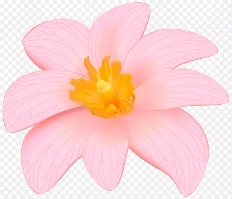 花瓣粉红色玫瑰科草本植物-异国情调粉色插花艺术PNG图像