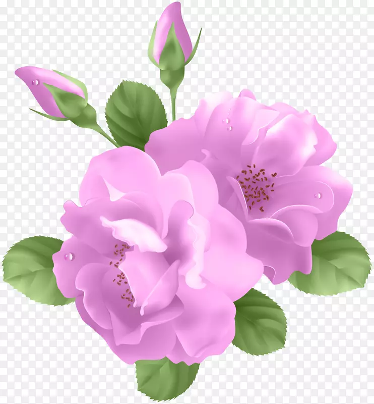紫玫瑰剪贴画-粉红色玫瑰透明PNG剪贴画