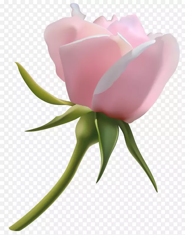 玫瑰粉色花蕾剪贴画-美丽的粉红色玫瑰花蕾