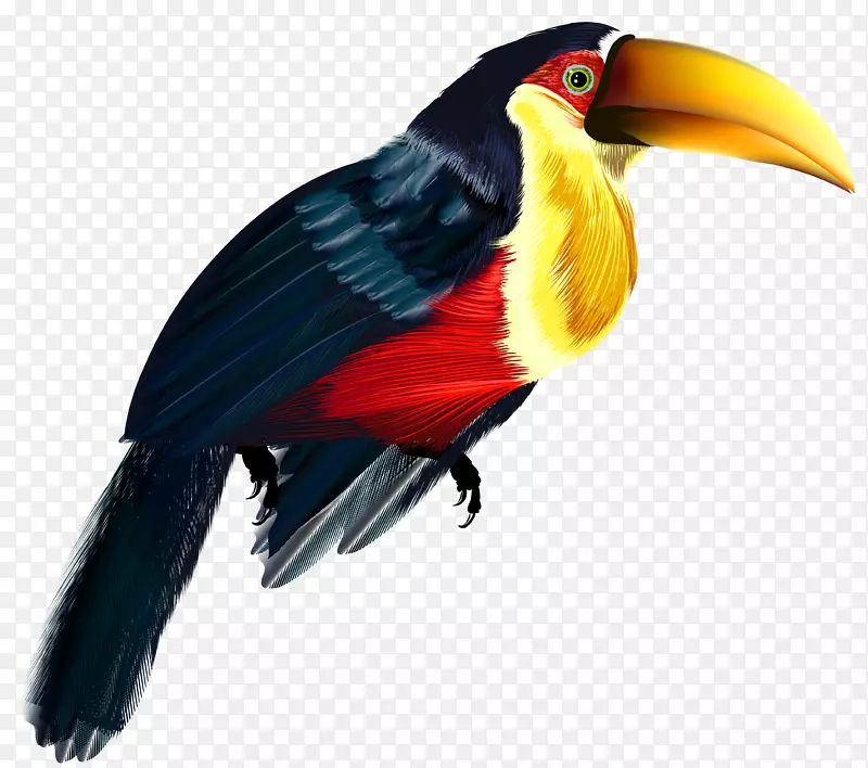 鸟类剪贴画-鹈鹕透明PNG剪贴画