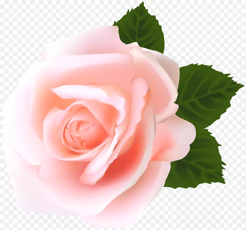 花园玫瑰，蜈蚣玫瑰，粉色剪贴画-玫瑰花剪贴画