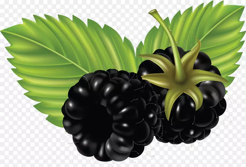 黑莓水果剪贴画-黑莓PNG