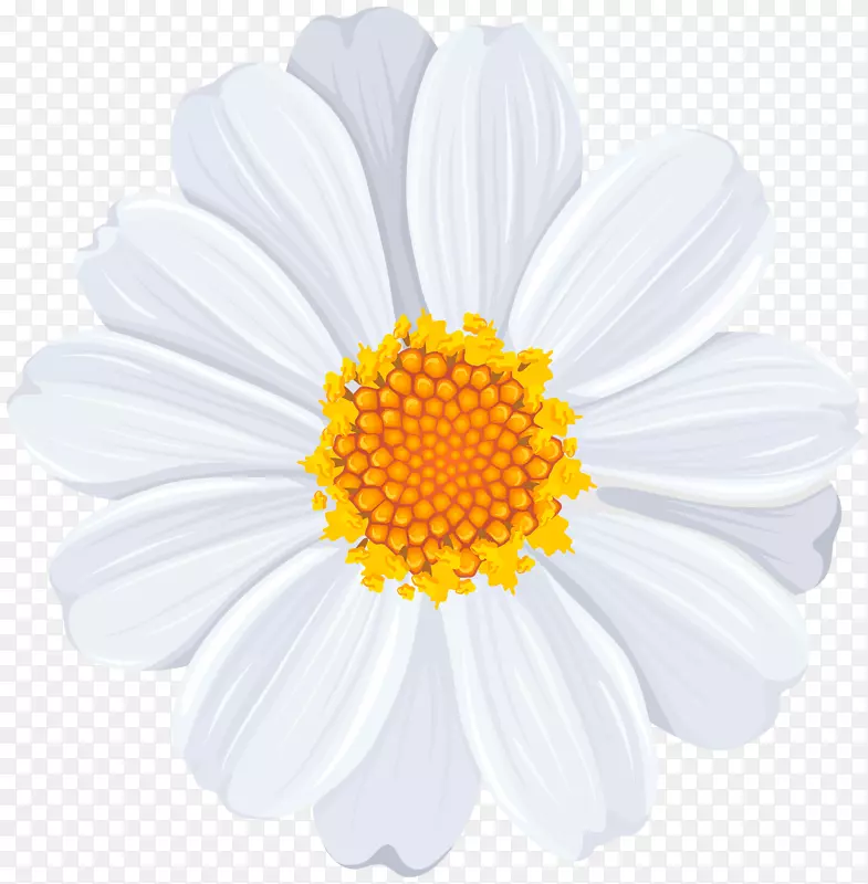 普通雏菊剪贴画-白色雏菊PNG透明剪贴画图像
