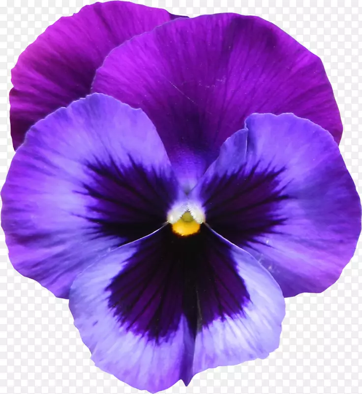甜紫罗兰花紫色剪贴画-大透明紫罗兰花PNG剪贴画