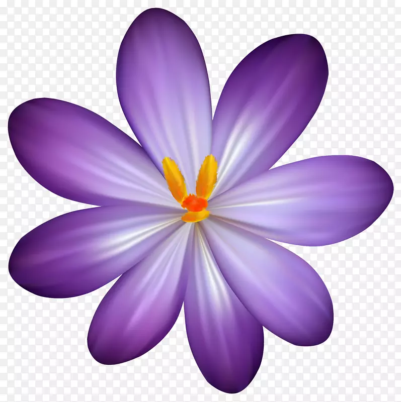 紫色剪贴画-紫色番红花