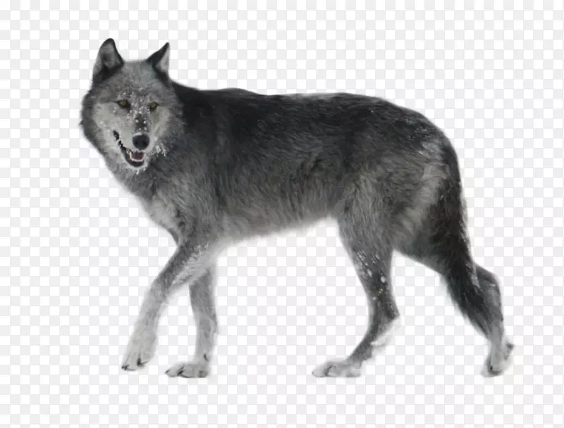 捷克斯洛伐克狼狗雪豹西伯利亚雪橇犬昆明狼PNG