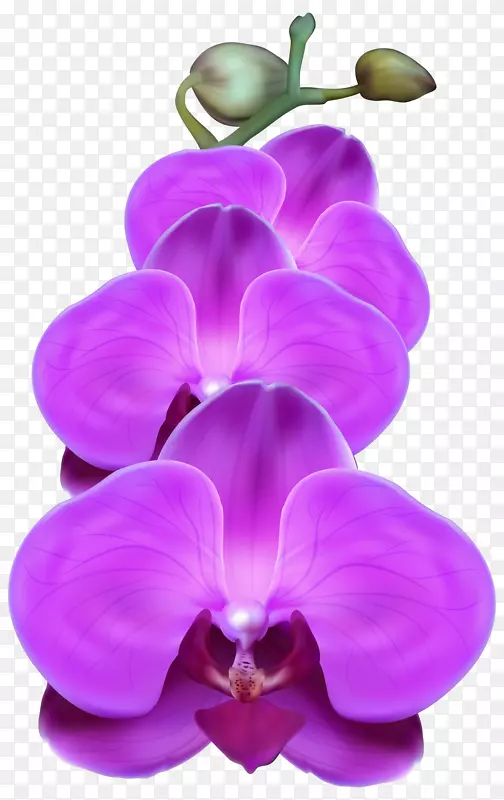兰花紫色剪贴画-紫色兰花PNG透明剪贴画图像
