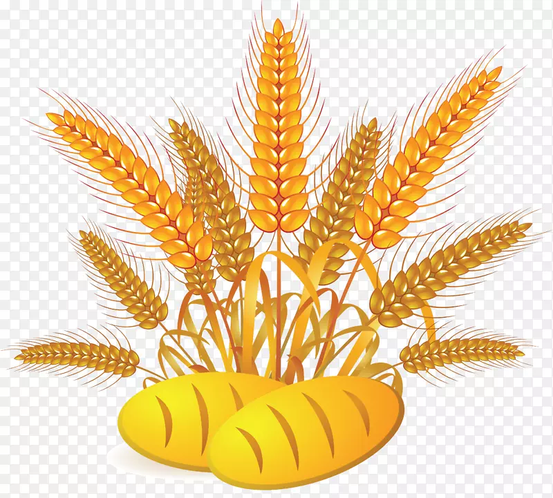 玉米对玉米的农业-小麦PNG