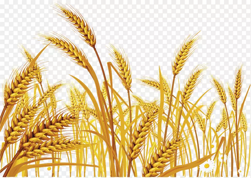 小麦欧式谷物剪贴画-小麦PNG