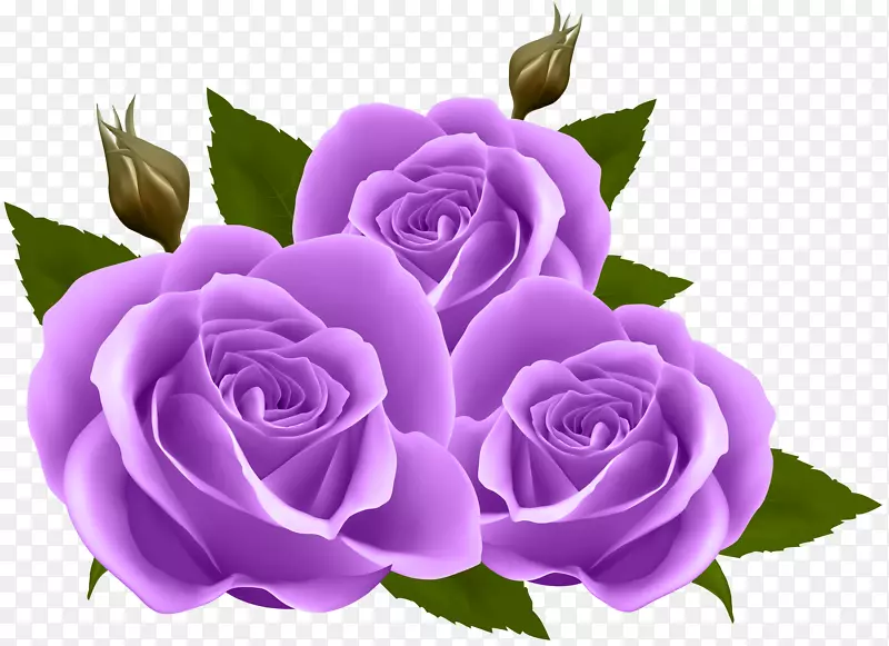 玫瑰花墙纸-紫玫瑰PNG剪贴画图像
