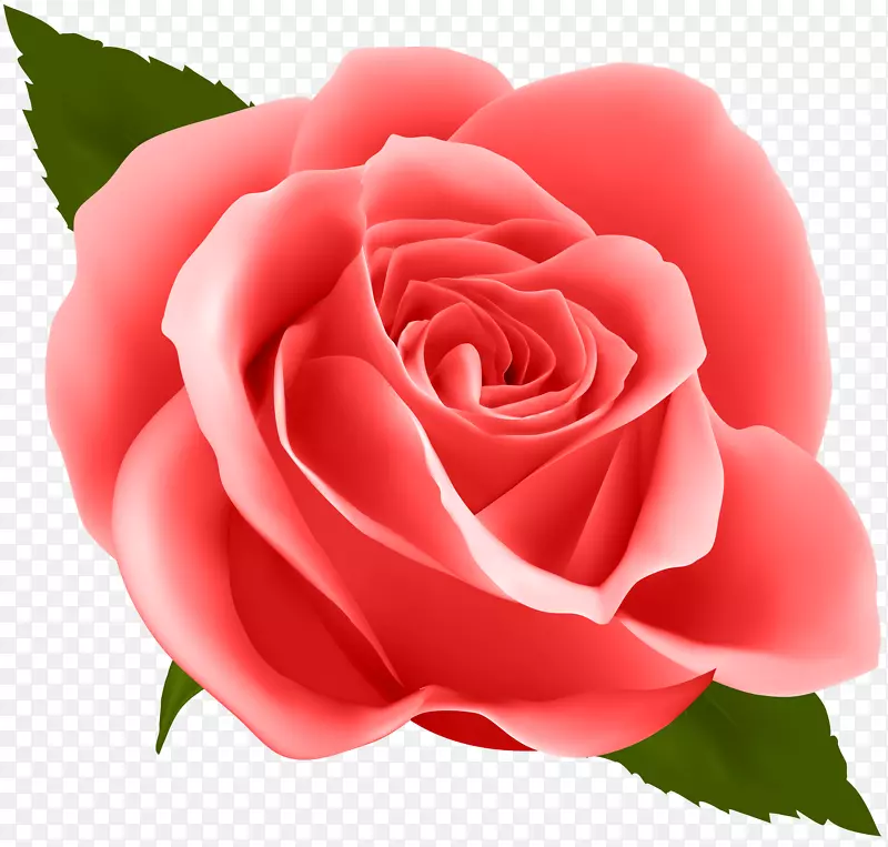 花玫瑰剪贴画-红玫瑰PNG剪贴画图像