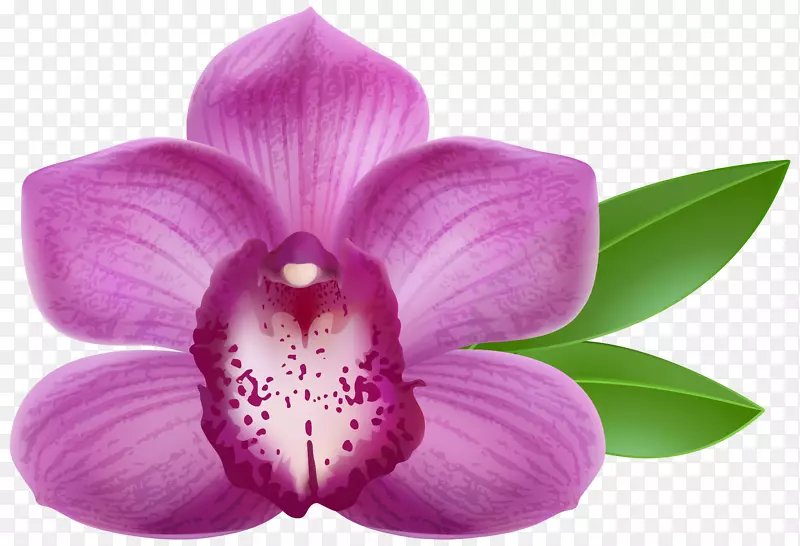 兰花紫色剪贴画-紫色兰花透明PNG剪贴画图像