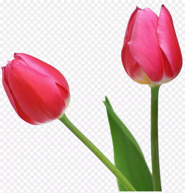 英迪拉甘地纪念郁金香花园插花艺术透明郁金香