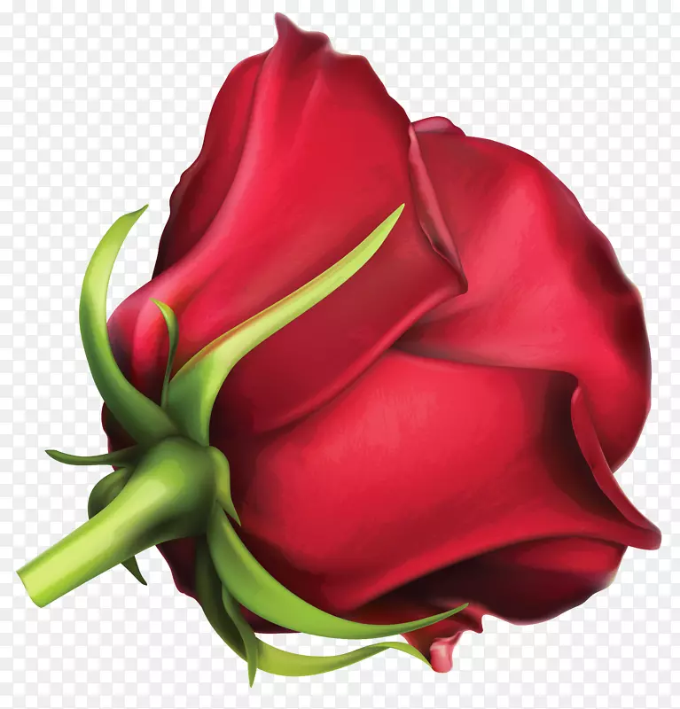 花园玫瑰切花花瓣红色-大红玫瑰盆景形象