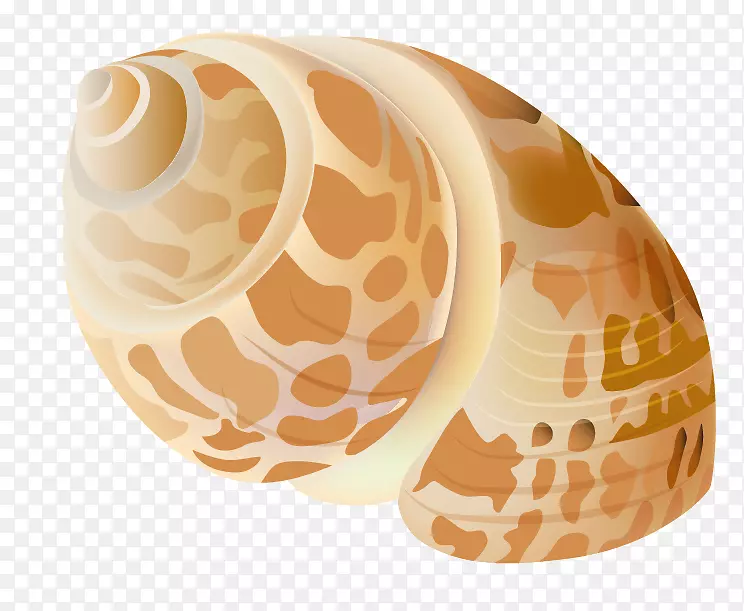 贝壳剪贴画-透明贝壳PNG图片