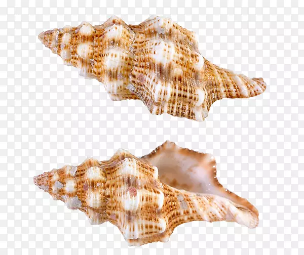 海螺学-海贝壳PNG
