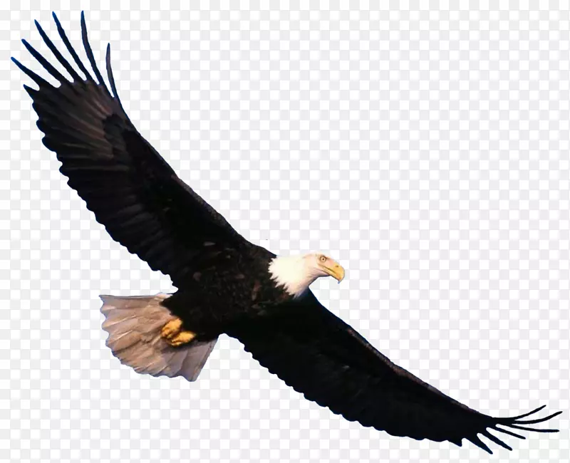 鸟类秃鹰飞行升降机-鹰PNG图像，免费下载