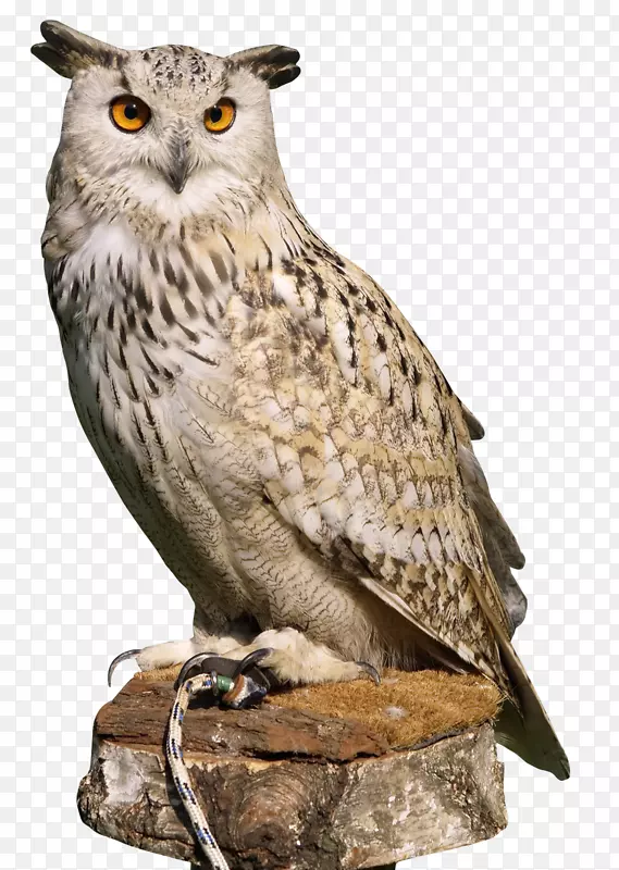 OWL PNG