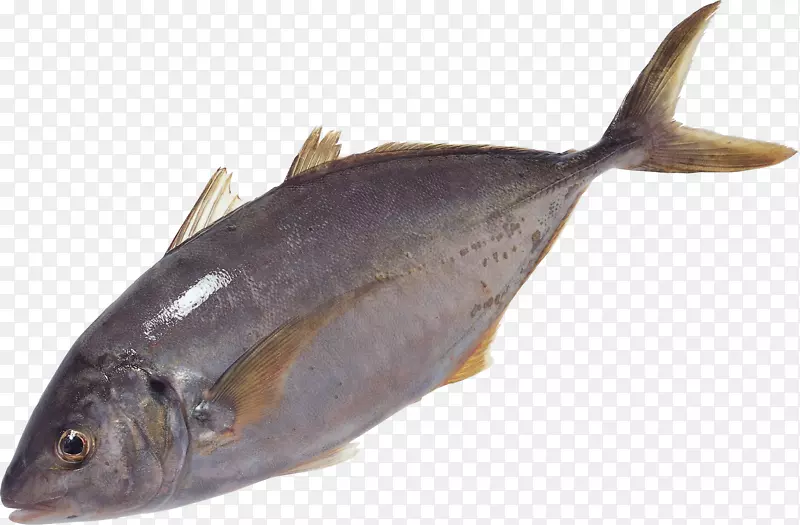 乳鱼三文鱼油性鱼类独家鱼产品-鱼png图像