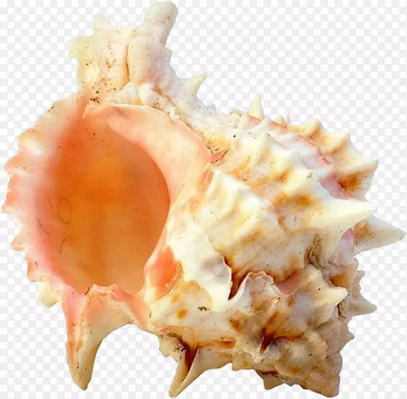 贝壳类软体动物壳夹艺术-贝壳PNG