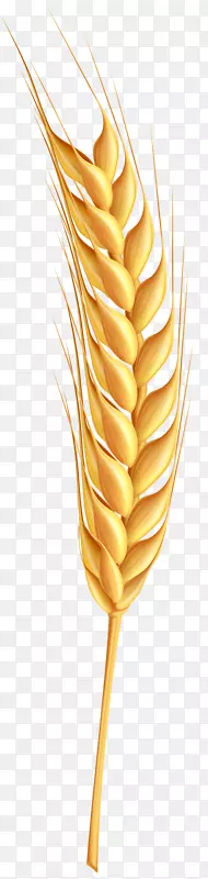 小麦免版税剪贴画-小麦PNG剪贴画透明图像