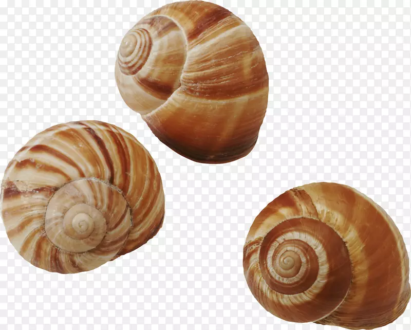 海贝壳类普通蜗牛腹足类-贝壳PNG