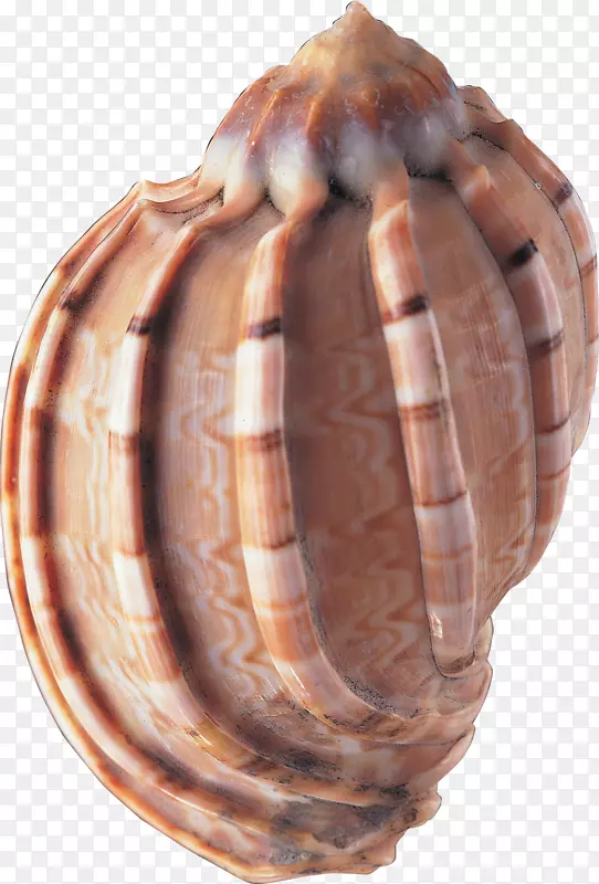 贝壳动物剪贴画-贝壳PNG