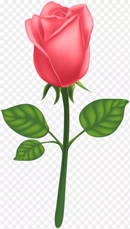 花园玫瑰，蜈蚣玫瑰，花瓣剪贴画-红色装饰玫瑰PNG剪贴画图像