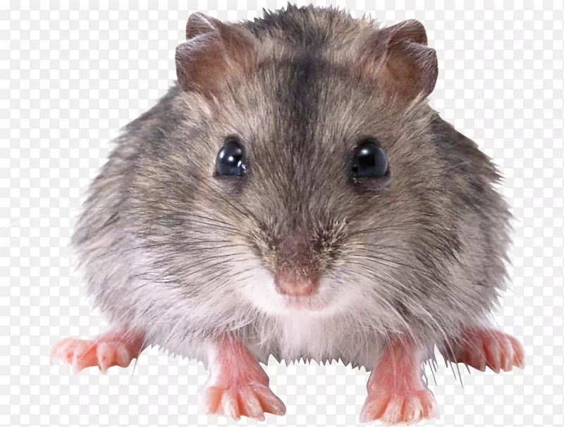 大鼠啮齿动物-小鼠，大鼠png图像