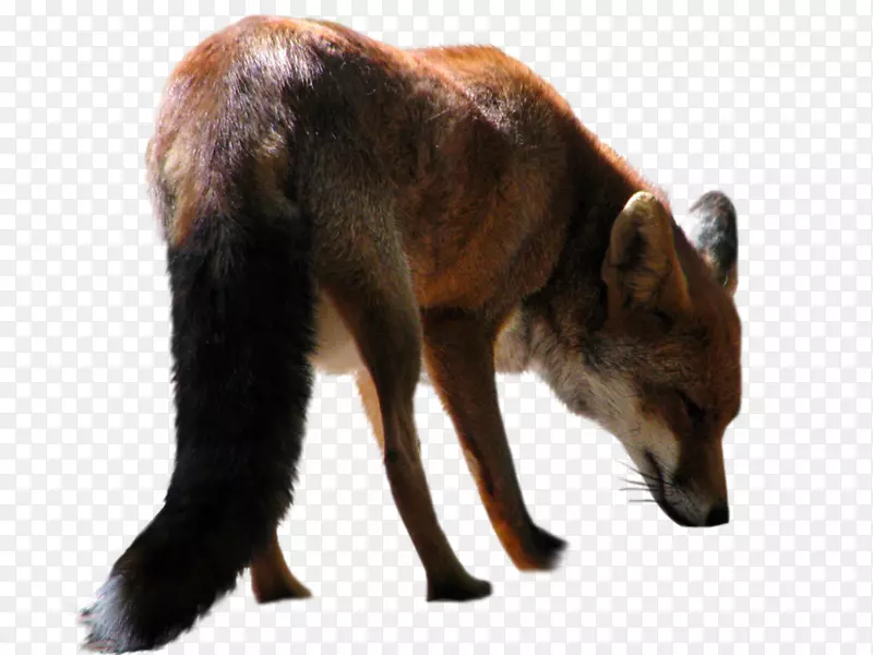 剪贴画-狐PNG