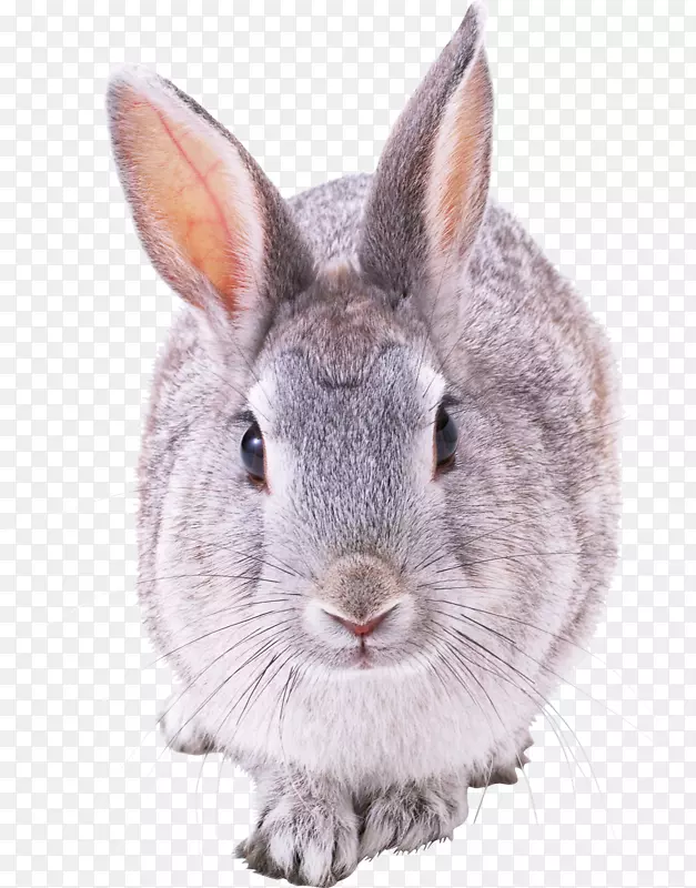 法国野兔剪贴画-兔PNG图像