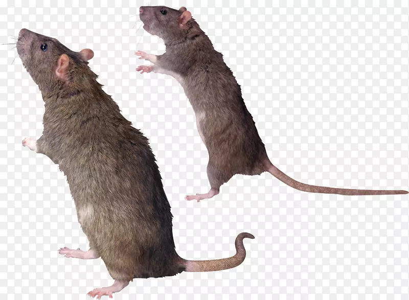 大鼠沙鼠普通脱胶须-小鼠，大鼠png图像